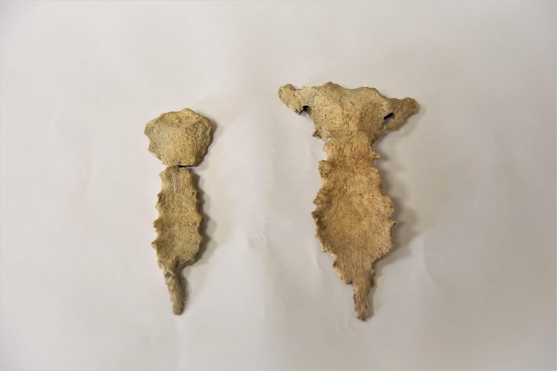 Антропологические останки как исторический источник: открытия ученых музея-заповедника